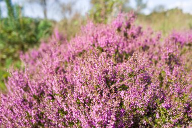 Hollanda, Hoge Veluwe Ulusal Parkı 'ndaki Heath bitkileri.