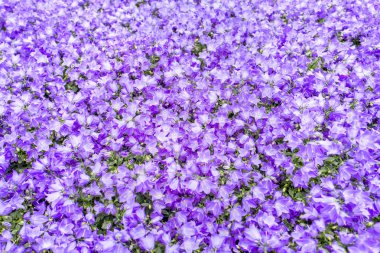 Campanula tesisleri yakın plan.