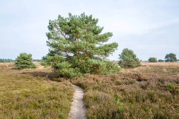 オランダの Elspeter ハイデの松の木 — ストック写真