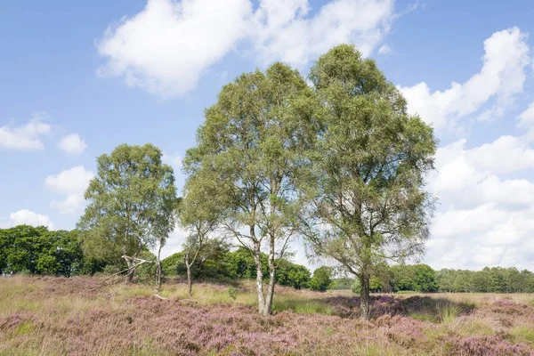 Heathland with birch trees in the Nationaal Park Hoge Veluwe, Holanda . — Foto de Stock