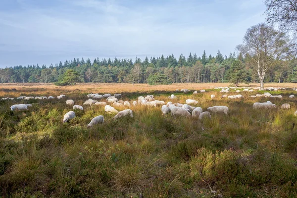 Sheeps on the Elspeter heather. — Stock Photo, Image