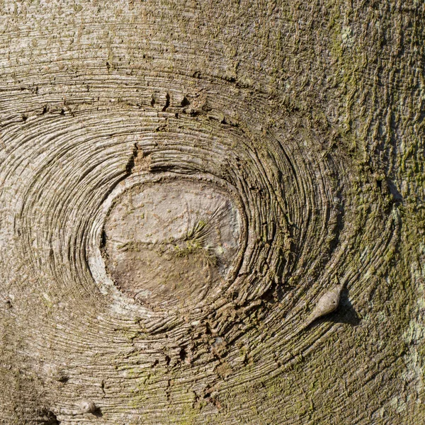 Casca de faia . — Fotografia de Stock