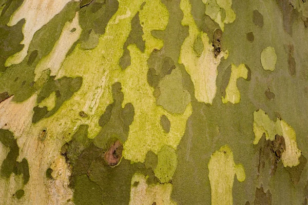 Casca da árvore do platanus . — Fotografia de Stock