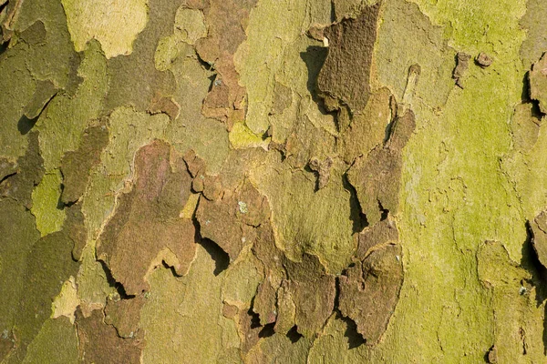 Platanus trädet bark. — Stockfoto