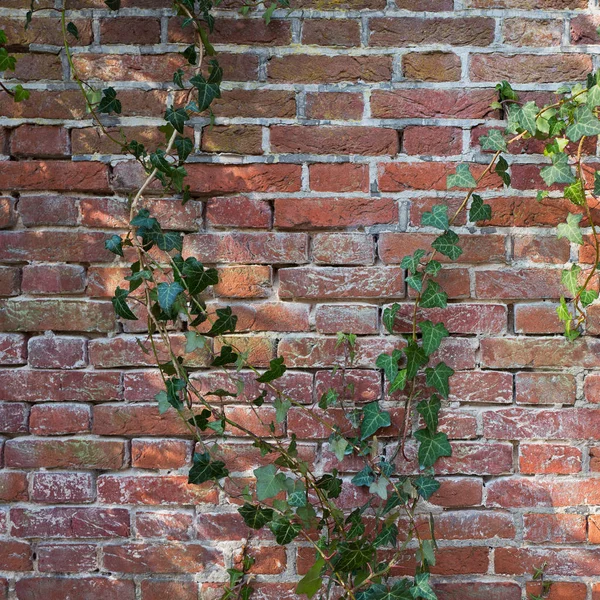 Oude muur met klimop planten. — Stockfoto