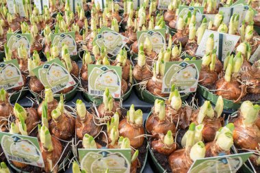NETHERLANDS - 25 Mart 2018: yakın planda Narcissus ampulleri.