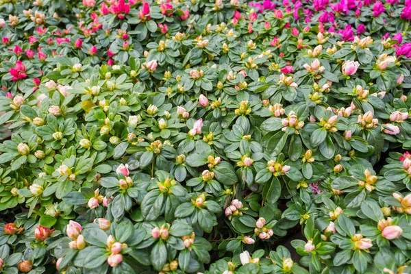 Azálea plantas . — Fotografia de Stock