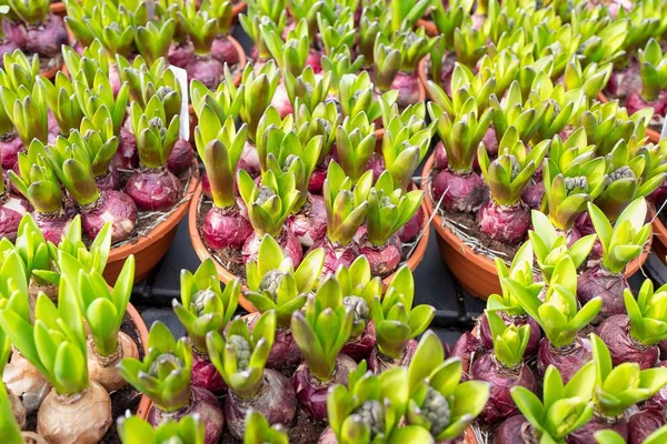 Narcissus ampulleri yakın planda..