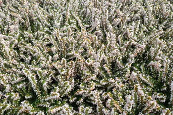 Calluna Vulgaris Pflanzen Einem Gartencenter Wassenaar Niederlande — Stockfoto