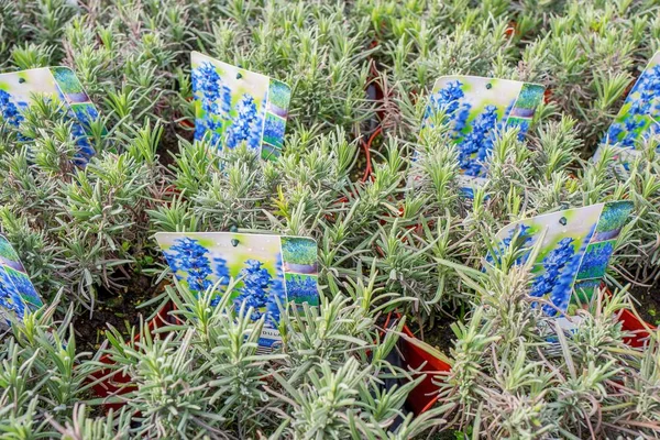 Netherlands Wassenaar March 2018 Lavandula Plants Plantshop Wassenaar Netherlands — Stock Photo, Image