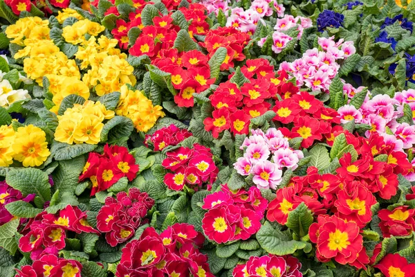 Primula plants. — Stock Photo, Image