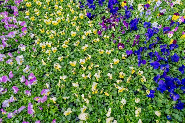 Viola Plants Close — Stock Photo, Image