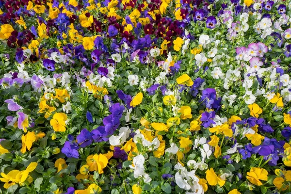 Viola Plants Close — Stock Photo, Image