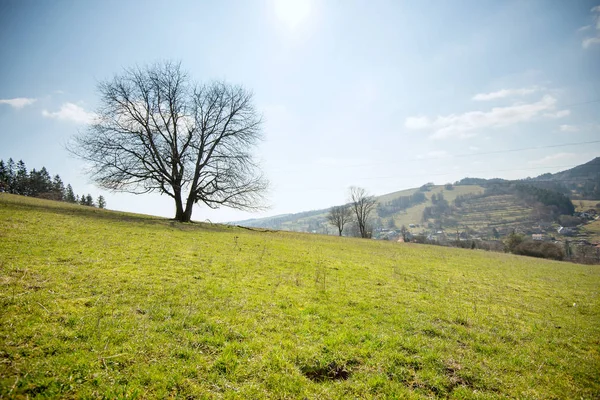 Lone tree bakgrund — Stockfoto