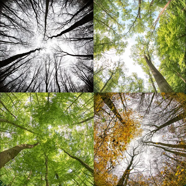 Four season in forest — Stock Photo, Image