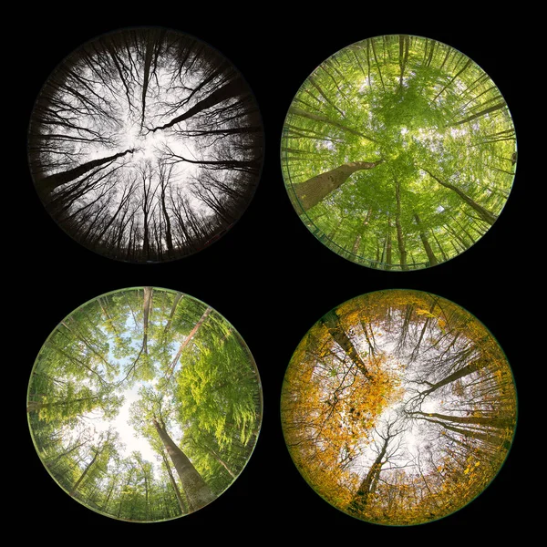 Dört mevsim orman — Stok fotoğraf