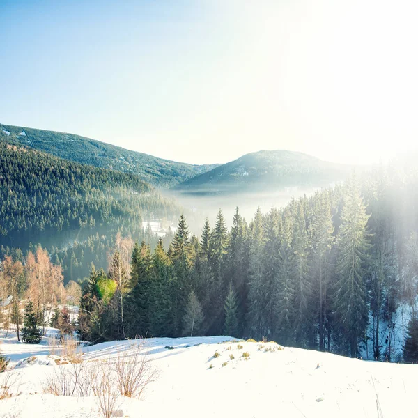 Quattro stagioni nella foresta — Foto Stock