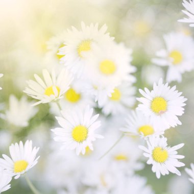 Papatya çiçek arka plan