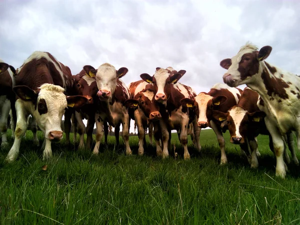 group of funny cows