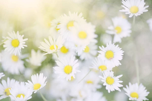 Gänseblümchen-Hintergrund — Stockfoto