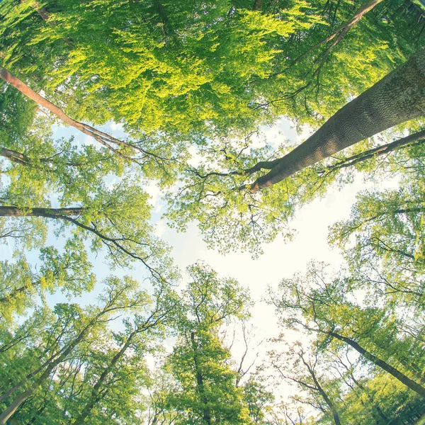 Tree crown view — Stock Photo, Image