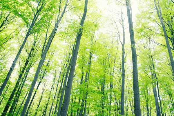 Tree crown view — Stock Photo, Image