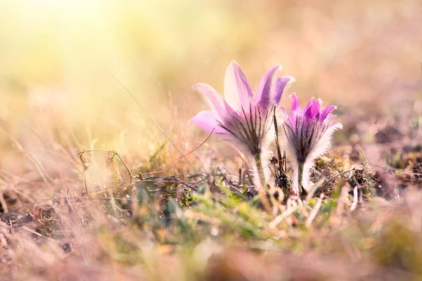 Crocus fleurs de printemps — Photo