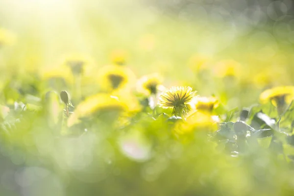 Dandelion field in sunrise — Stock Photo, Image