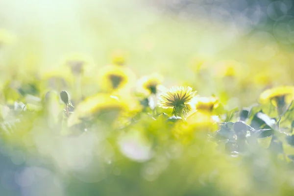Dandelion field in sunrise — Stock Photo, Image