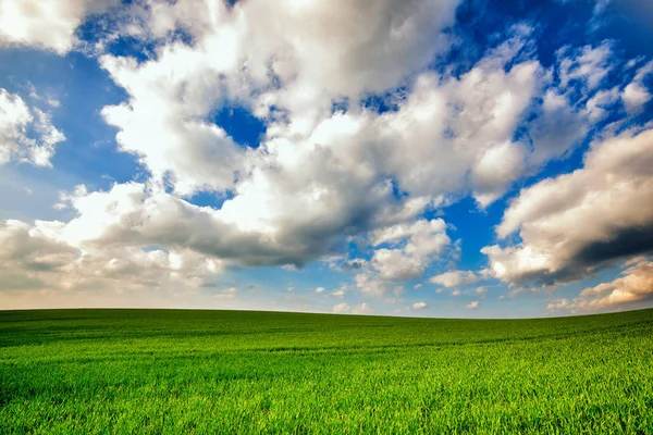 Herbe fraîche de printemps — Photo