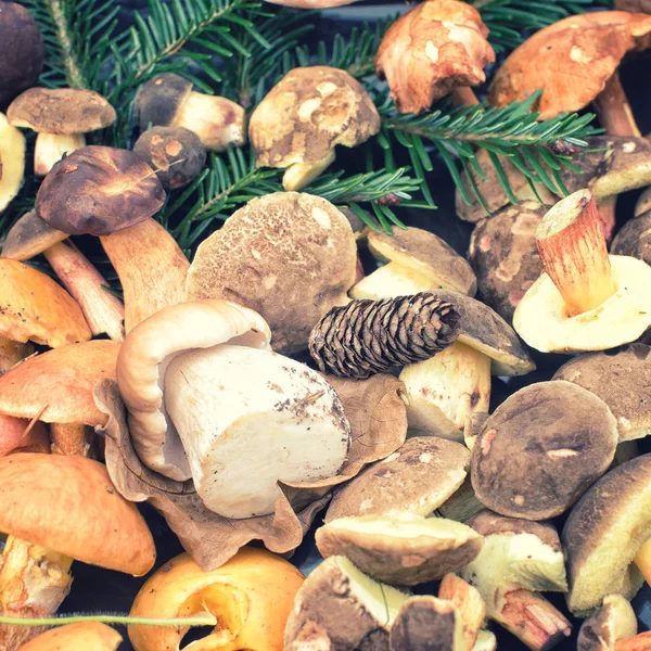 mantar toplama arka plan