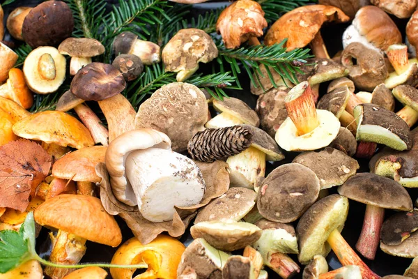 mantar toplama arka plan