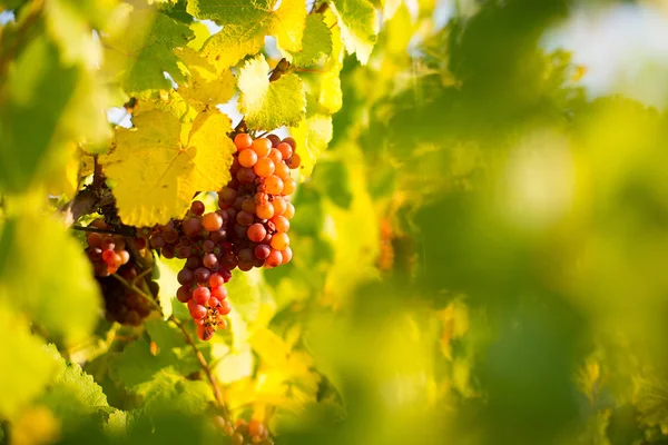 Vinwyard vid skörd — Stockfoto