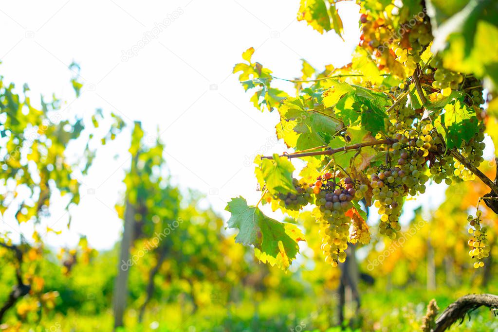 vinwyard at harvest time