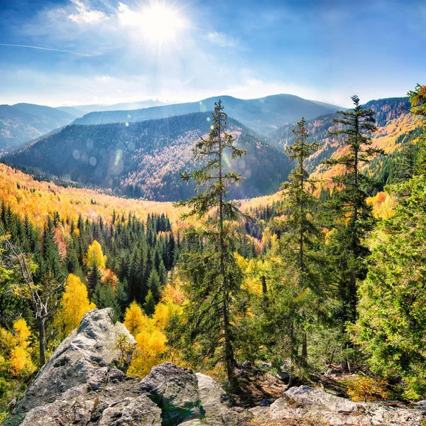 Modello foresta autunnale — Foto Stock