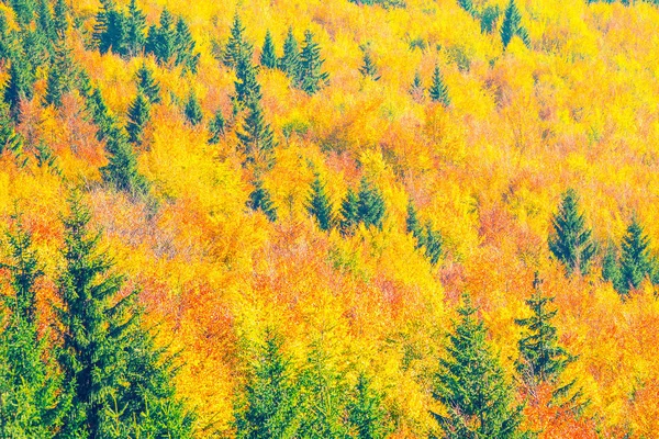 autumn forest pattern
