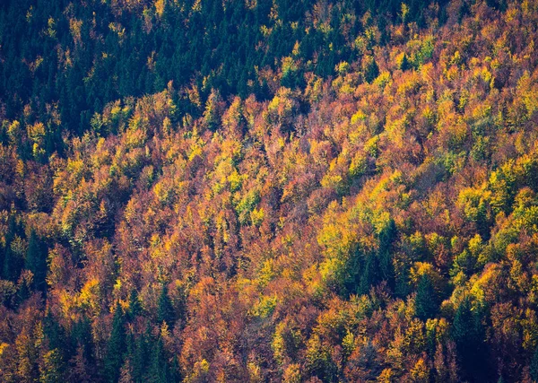 sonbahar orman modeli