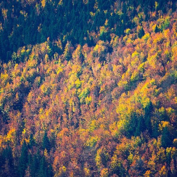 sonbahar orman modeli