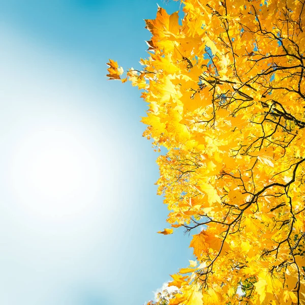 taze sonbahar arka plan