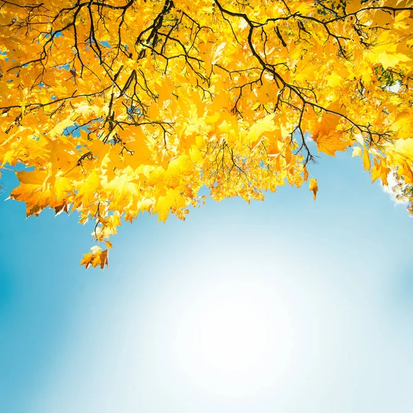 Fresh autumn background — Stock Photo, Image