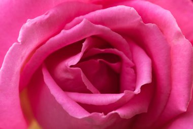 renkli bir çiçek çekim