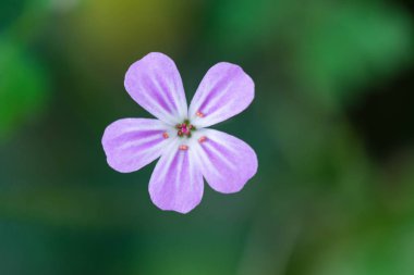 Herb Robert sessiz güzellik.