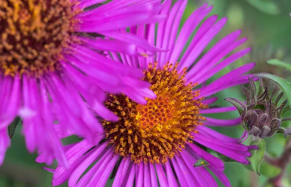 Pink purple cone flower.