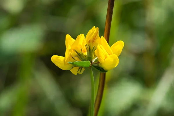 Primer plano de una flor de hierba de San Juan común . — Foto de Stock