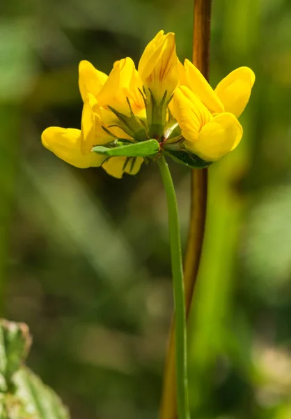 Närbild av en färgstark blomma — Stockfoto