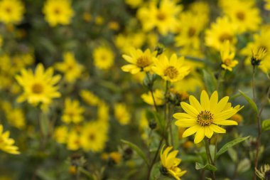 Ortak Ragwort Senecio jacobaea - güzel sarı çiçek closeup makro