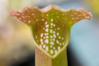 Darlingtonia Californica, also knows as Cobra Lily. clipart