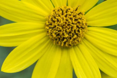 Ortak Ragwort Senecio jacobaea - güzel sarı çiçek closeup makro