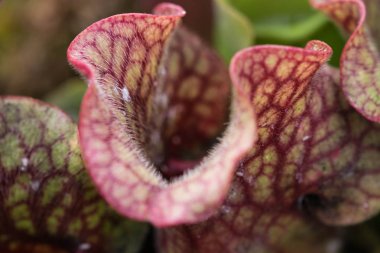 Darlingtonia Californica, aynı zamanda biliyor Cobra Lily.