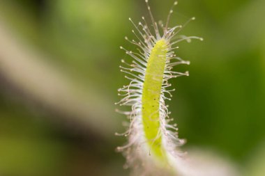 Drosera Capensis alba yakından görmek.